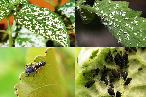 پروانه برگ خوار و جنگل هایی که ایستاده جان میدهند