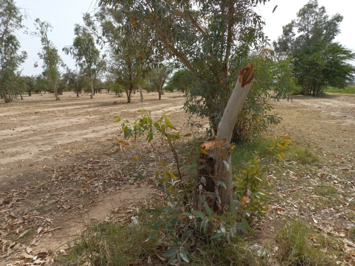 پارک جنگلی لاله دزفول