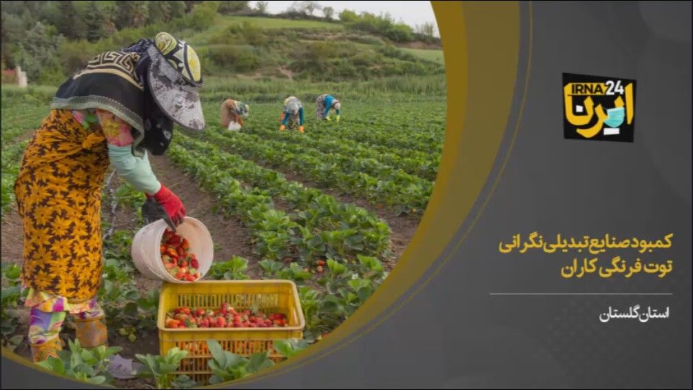 فیلم/ توت‌فرنگی‌کاران گلستانی: صنایع تبدیلی چالش اساسی ماست