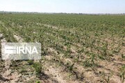 ۹۲۱ میلیارد تومان خسارت خشکسالی به کشاورزان همدانی پرداخت شد