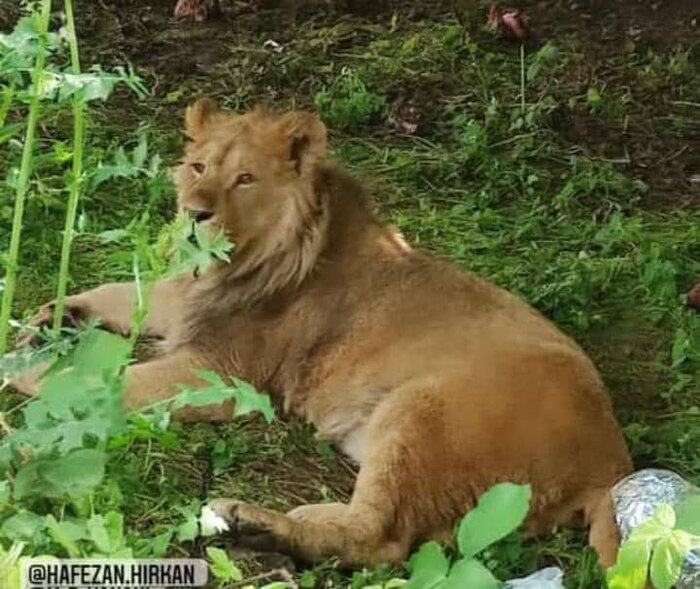 محیطبانان گرگانی یک قلاده شیر در جنگل النگدره کشف و ضبط کردند