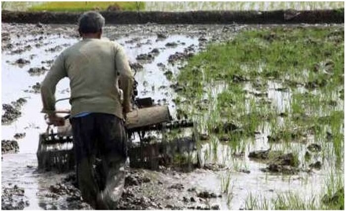 خزانهگیری نیمی از شالیزارهای گیلان انجام شد