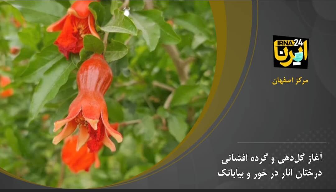 آغاز گل دهی و گرده افشانی درختان انار در خور و بیابانک 