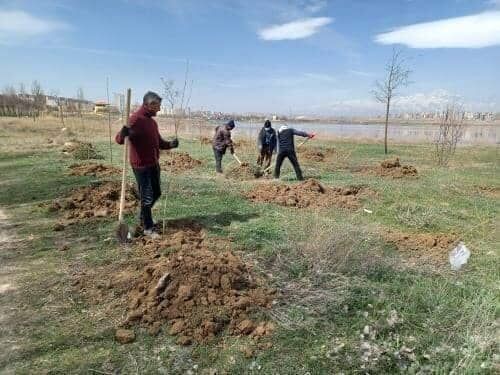 احداث باغ آلبالو در منطقه گردشگری شورابیل اردبیل 