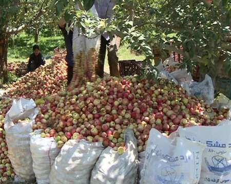بهره‌وری مناسب از باغات مشگین‌شهر نیازمند ایجاد صنایع تبدیلی است