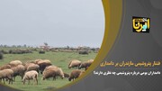 ویدئو؛ دامداران شرق مازندران درباره پتروشیمی میانکاله چه نظری دارند؟