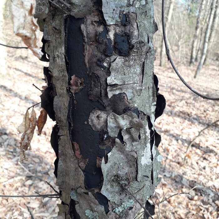 گسترش بیماری زغالی در جنگلهای گلستان، تهدیدی که باید جدی گرفت