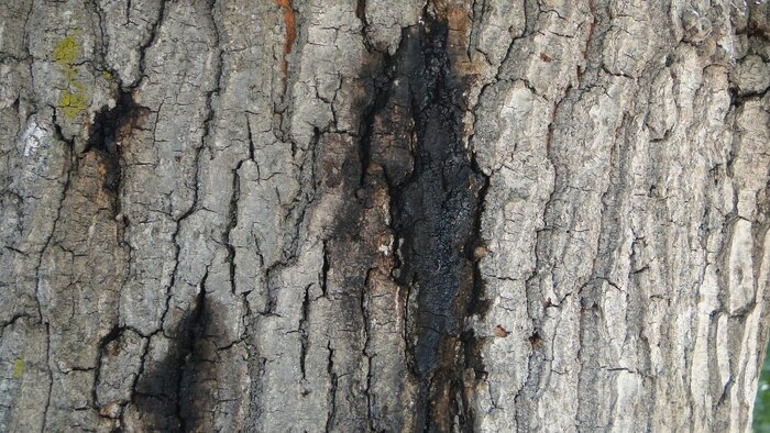 توقف گسترش بیماری قارچی در جنگل‌های مازندران به علت گرمی هوا