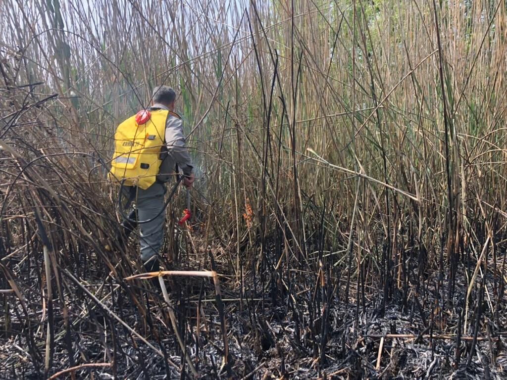 چهار هکتار از تالاب انزلی طعمه حریق شد چهار هکتار از تالاب انزلی طعمه حریق شد