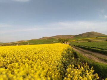 مزرعه کلزا و زیبایی‌های آن در طبیعت بهاری بوکان