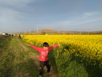 پایان خوش برداشت دانه روغنی کلزا در خوزستان