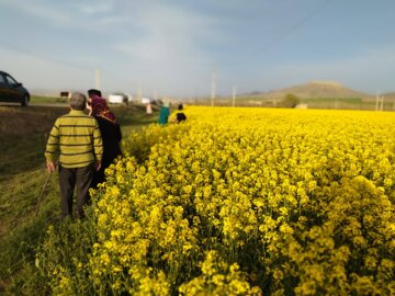 برداشت محصول کلزا در شهرستان مشهد پایان یافت