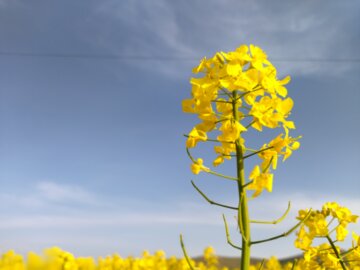 مزرعه کلزا و زیبایی‌های آن در طبیعت بهاری بوکان