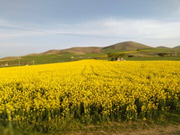 مزرعه کلزا و زیبایی‌های آن در طبیعت بهاری بوکان