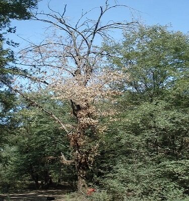 گسترش بیماری زغالی در جنگلهای گلستان، تهدیدی که باید جدی گرفت