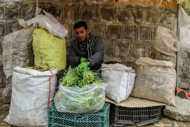 گیاهان خوراکی سوغات بهارانه طبیعت لرستان