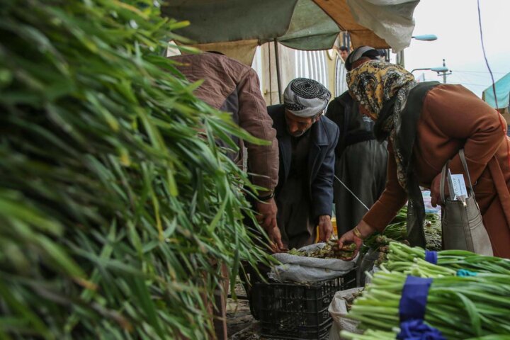 گیاهان خوراکی سوغات بهارانه طبیعت لرستان