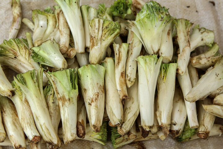 کَنگَر در چنگال انقراض 1 کَنگَر در چنگال انقراض