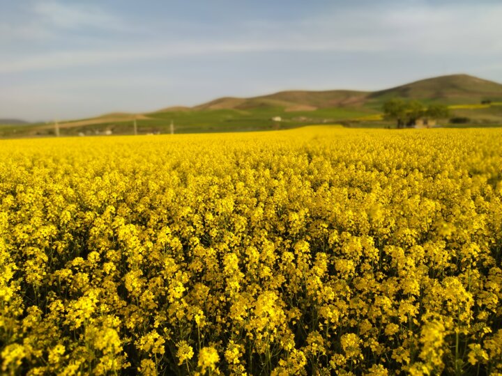شور ورزی نیاز راهکاری مطمئن برای کاهش تنشهای آبی