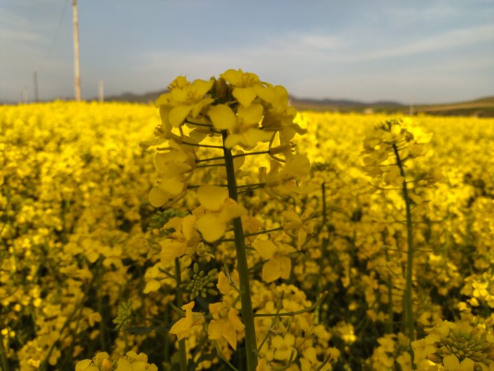 کم شدن سطح کشت کلزا برای چهارمین سال متوالی درمازندران/ بارندگی سال زراعی جاری ۴۱درصد کاهش یافت