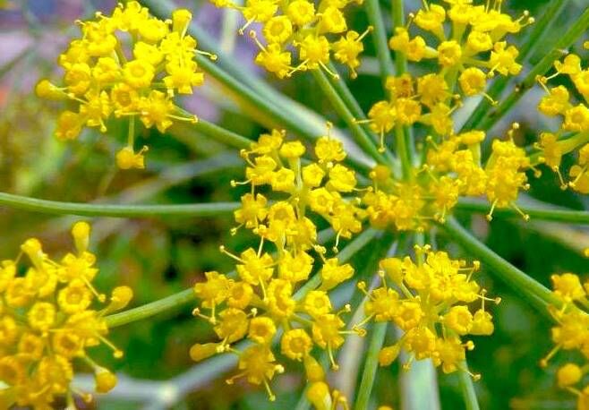 مجوز برداشت آنقوزه در منطقه بهرام گور نی ریز لغو می شود مجوز برداشت آنقوزه در منطقه بهرام گور نی ریز لغو می شود