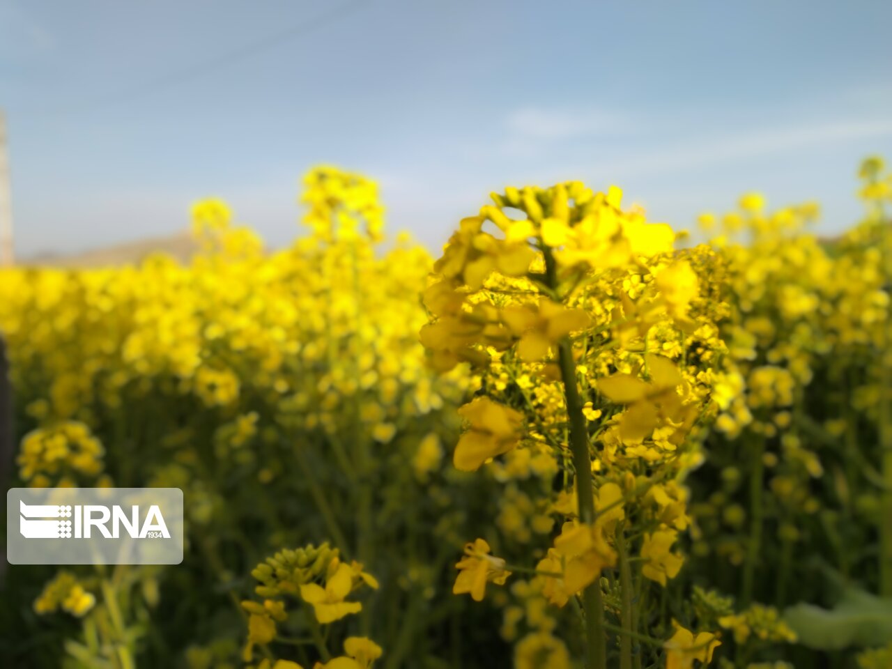 ۹۵۰ تن دانه روغنی از کشتزارهای جغتای خراسان رضوی برداشت شد - ایرنا