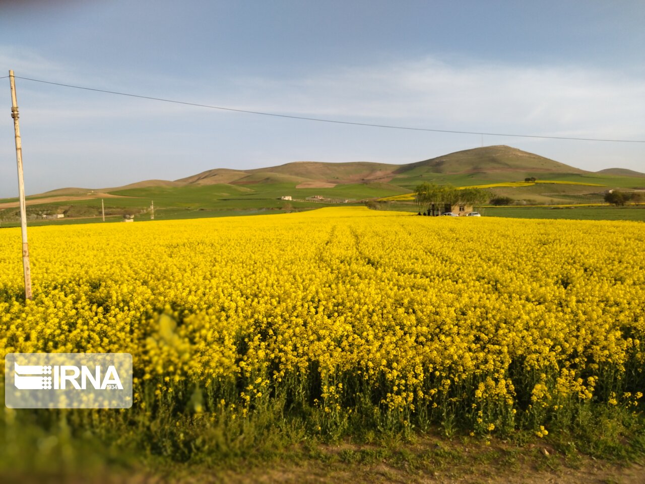 برداشت کلزای مازندران دو هفته زودتر از سال قبل آغاز شد