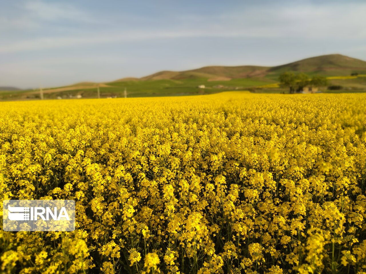 ۴۰۰ میلیارد ریال مطالبات کلزاکاران دزفول پرداخت شد