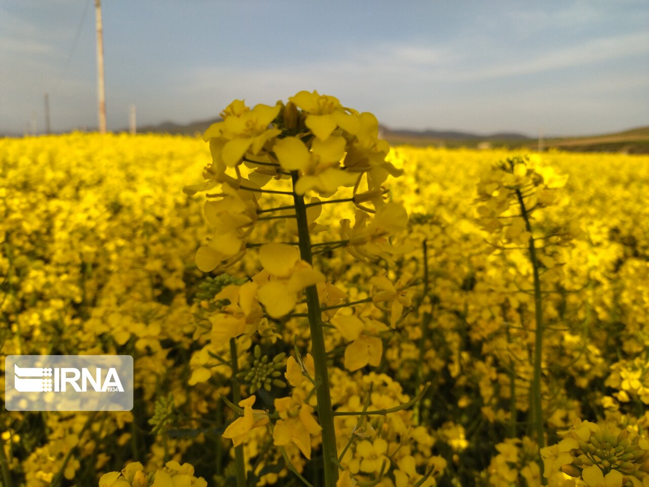 افزایش ۱۵۰ درصدی خرید تضمینی کلزا از کشاورزان لرستانی