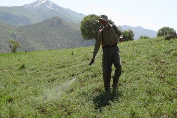 مبارزه با آفت ملخ‌ بومی در بیش از چهارهزار هکتار از مزارع آذربایجان‌غربی