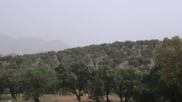 وارد شدن خسارت آفت پروانه برگ خوار به درختان بلوط مراتع جنگلی گیلانغرب