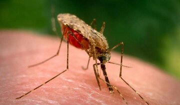 ۹۳۸ نفر در حوزه دانشگاه علوم پزشکی زاهدان به مالاریا مبتلا شدند