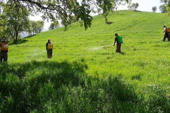 آفت ملخ به ۱۰ هزار هکتار از مزارع سروآباد حمله کرد