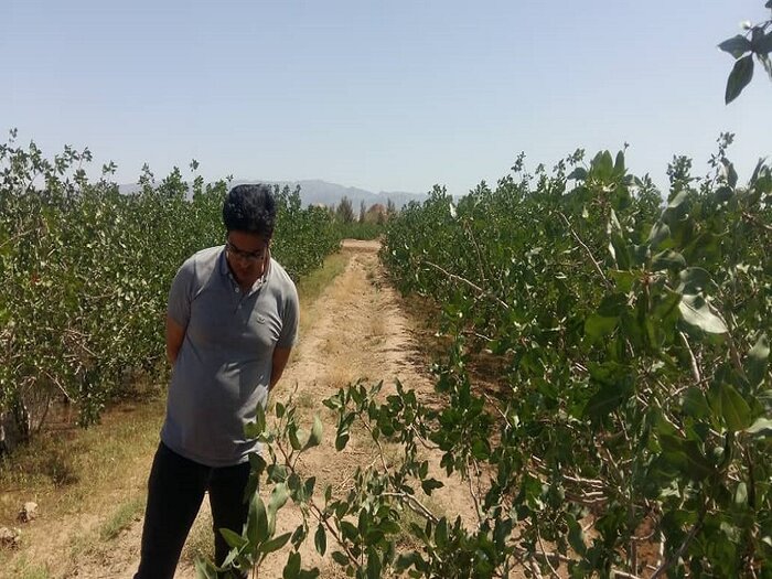 سرمازدگی باغهای پسته و «یقین» کشاورزان