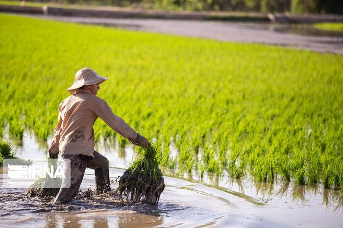 تب شالیزار در کمین کشاورزان مازندرانی