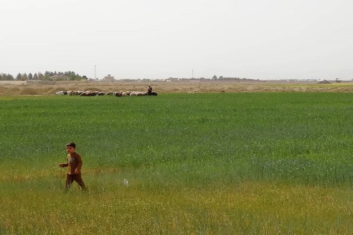 مزارع کشاورزان شرق اصفهان همچنان نیازمند آبیاری است