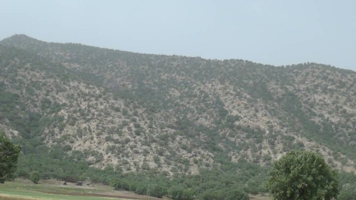 پرواز پروانههای مرگ بر سر بلوط های زاگرس