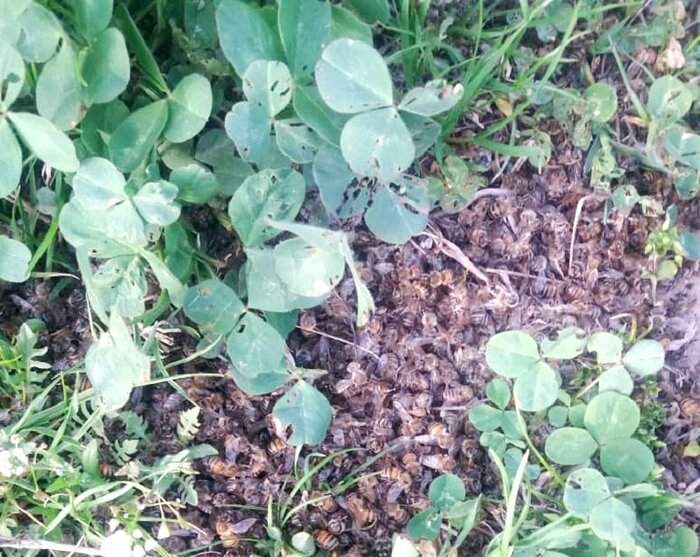 استفاده از آفت کُشها و تلفات ۶۰ درصدی در زنبورستانهای آذربایجان غربی