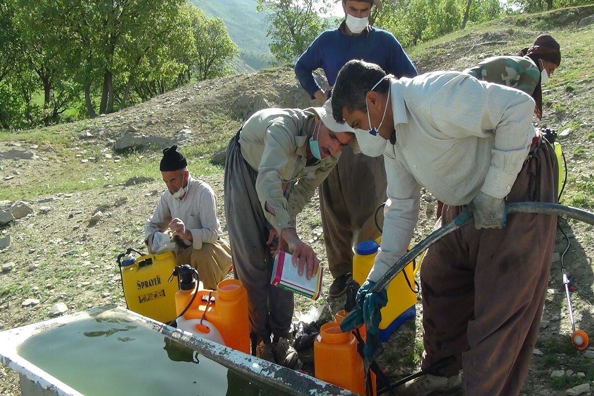 ادامه مبارزه با ملخ در ۵۵۰۰ هکتار از کشتزارهای کازرون 