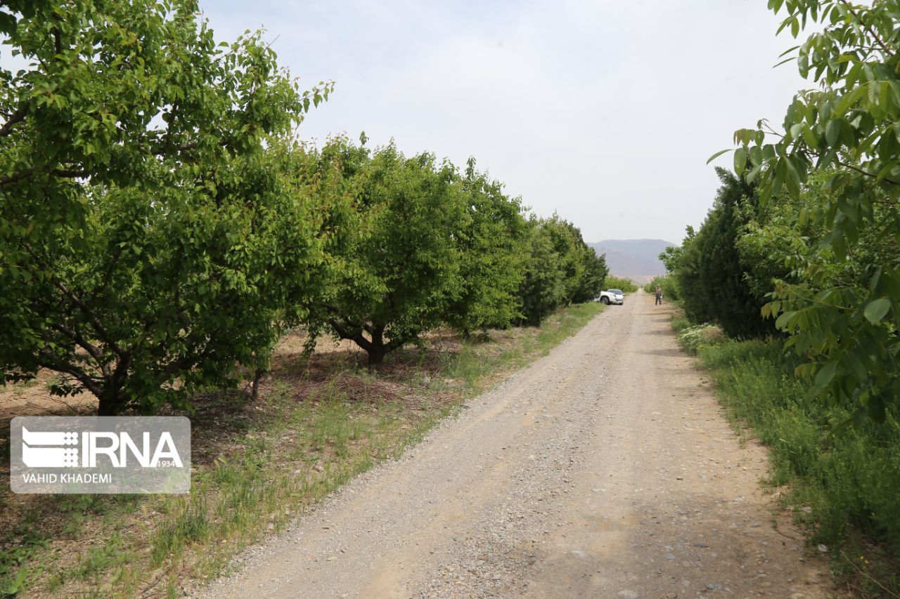 پایانی بر دغدغه باغداران فارس/مهار غیرشیمیایی کرم‌سیب