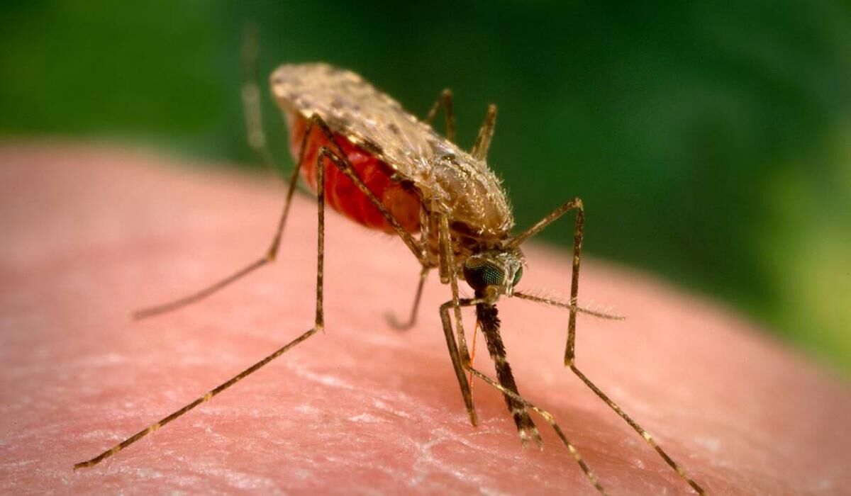 تعداد موارد مثبت مالاریا در سیستان و بلوچستان به هفته‌ای یک مورد تقلیل یافت