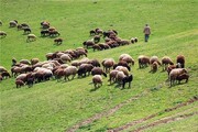 آزادسازی ۴۵۰ هزار هکتار از مراتع خراسان جنوبی تا پایان آذر