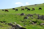 بهره برداران مراتع استان مرکزی نسبت به تمدید پروانه چرای دام اقدام کنند