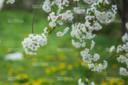 Spring beauties in Meshginshahr, NW Iran