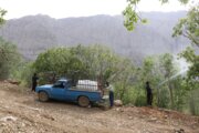 طرح مبارزه با آفات درختان بلوط در اندیکا اجرا شد