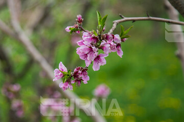 شکوفه های بهاری مشکین شهر