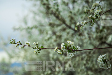 شکوفه های بهاری مشکین شهر