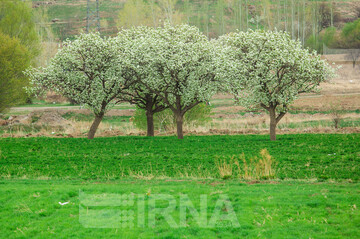 شکوفه های بهاری مشکین شهر