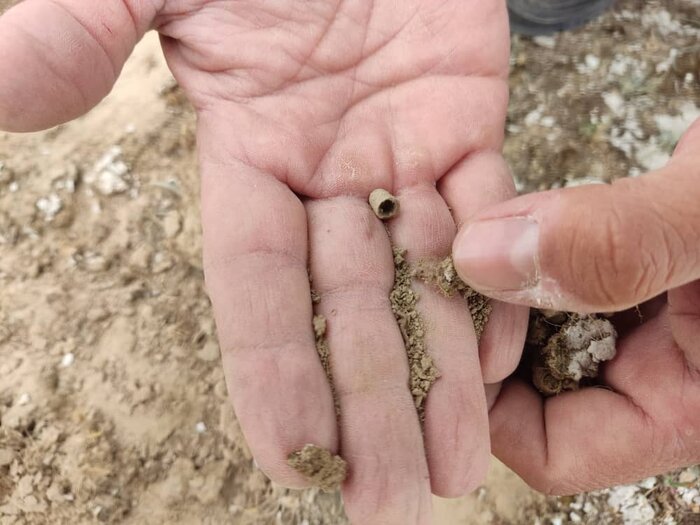 مبارزه شیمیایی با آفت ملخ مراکشی در مراتع گنبد و مراوهتپه آغاز شد