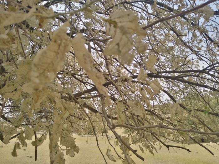 بیش از ۳ درصد از جنگلهای کهگیلویه و بویراحمد دچار آفت پروانه برگخوار سفید شد